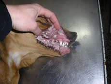 Tumor de piel y mucosas en una cachorra - 20 días después del tratamiento